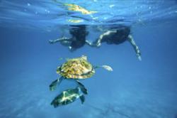 Tiami Catamaran Cruise Snorkelling with Turtles. A Great Party Holiday activity